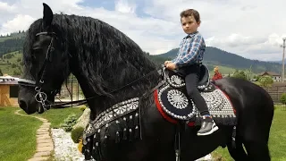 Echitatie cu cei mai frumosi cai frizieni din Romania