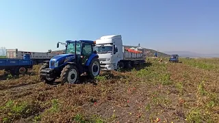 New Holland TD90D domates kamyonu kurtarma