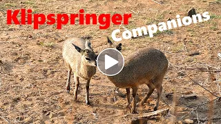 Klipspringer Companions