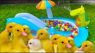 Inflatable water park for Ducklings