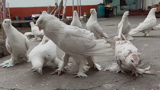 Кабутарлар тоза Андижон парода Андижаниский Голуби ANDIJANISKIY KAPTARLAR ZO'RLARI PIGEONS Ок куштик