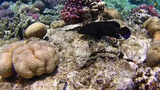 Риф Domina Coral Bay 2021