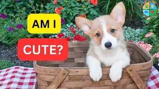 Are Puppies Cute? WATCH THE TRUTH!