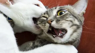 ПРИКОЛЫ С ЖИВОТНЫМИ ДО СЛЕЗ / Смешные КОТЫ 2022 / Приколы с КОТАМИ / Funny ANIMALS video #98