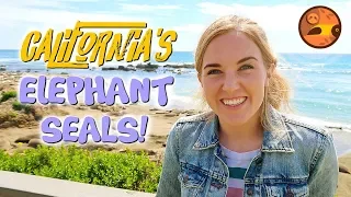 California's Awesome Elephant Seals! | Maddie Moate