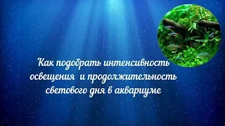 Как подобрать интенсивность освещения и продолжительность светового дня для растительного аквариума