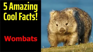 5 Fascinating Facts About Wombats