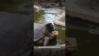 Diego the tortoise whose high sex drive helps his species #Shorts