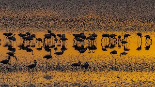 【4K】Flamingo’s Dancing Field: The Lake Natron