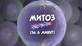 Митоз (за 6 минут)