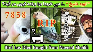 Why "Naveed Sheikh's" Lovebirds Die | Breeding season | @MirAvi