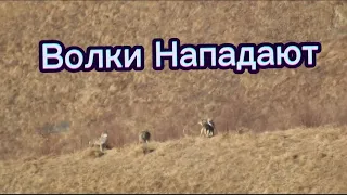 Охота на волков в горах Дагестана#дагестан #горный #охота #hunting #волк