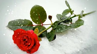 Я тебя помнить буду  🌹❄️