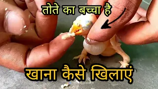 तोते का बच्चा को खाना कैसे खिलाएं 😋😋