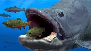 NEW GIANT ARAPAIMA EATS EVERYTHING WHOLE!!! - Fish Feed Grow