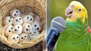 FUNNY AND CUTE PARROTS - TRY NOT TO LAUGH!! ❤️🦜 #1