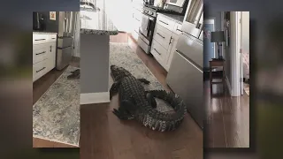 PHOTOS: 8-foot alligator found in Florida woman's home