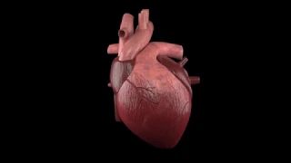 Human Heart 3D Animation