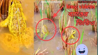 Rare Yellow Frog 🐸 Wonderful Bangladeshi Bullfrog video 2023 | Frog Sounds