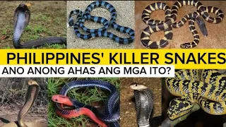 Most dangerous snakes in the Philippines | venomous snakes | PH RED TV