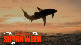 Great White Shark Goes Airborne! | Shark Week