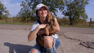 Little Stray Puppy Thinks I’m His Mom and Comes Into My Arms