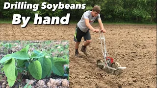 Drilling Soybean food plot by hand - 1 row push corn planter