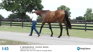 Hip #145 - Filly by Midshipman - Lovely Moon (Walking Video)