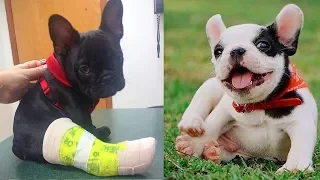 Try not to laugh | Cute and Funny French Bulldogs doing funny things # 21 (2019)| Cute Pets