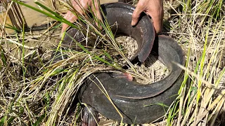 Wow Giant Catfish On Dry Season Catching And Finding In Mud