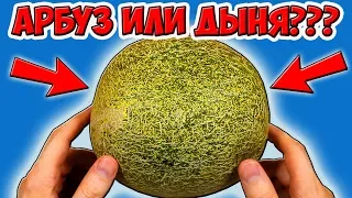 Пробую Необычные АРБУЗЫ и ДЫНИ. Дорого VS Дёшево. Дегустация Умелое ТВ