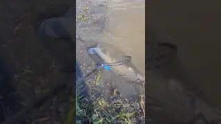 Is this the Dutch Monster of Loch Ness? Oh wait, it's a gigantic Grass Carp