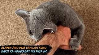 Kapag kinagat ka ng pusa mo ay may ibig sabihin ito | Alamin kung ano ito