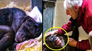 This Elderly Chimpanzee Was Sick And Dying When Suddenly She Recognized An Old Friend’s Face