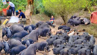 The old couple lived in the forest for many years, raising wild pigs