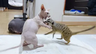 Giving cat Catnip to meerkat resulted in fist fight "Cat Nip"