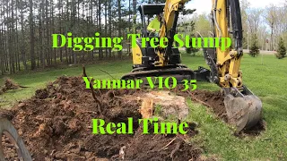 Yanmar VIO 35 Digging Stump Real Time