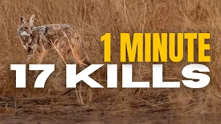 17 suppressed coyote kills in 1 minute EPIC 4K footage - Coyote Hunting
