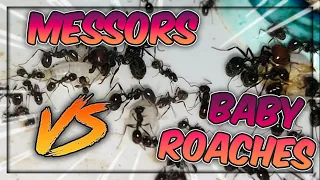 MESSOR BARBARUS VS BABY ROACHES #ants #vs #messor