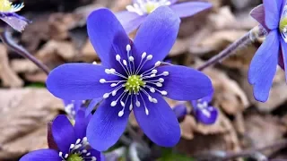 Spring flowers