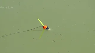 Fishing for big Carp fish with float