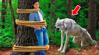 Los cazadores furtivos ataron a un guardabosques a un árbol. ¡Pero mira lo que hizo el lobo!