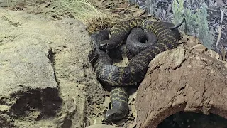The eastern tiger snake. Australia.