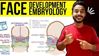 face development embryology | development of face embryology