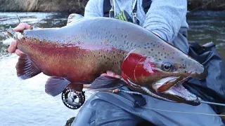 New Fly-fishing Only River is Loaded with Trout!