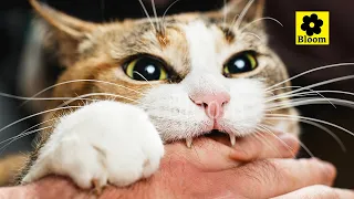 If Your Cat Bites You, This Is What It Really Means