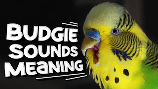 Budgie Sounds Meaning