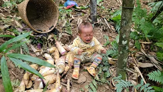 Harvest bamboo shoots and sell them at the market - pull out cassava and cook pig bran