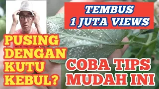 Cara Mengatasi Hama Kutu Kebul dengan Satu Bahan Sederhana || How to Get Rid Of White Silverflies