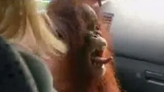 Orangutan School - First Steps Back to the Wild | Endangered Animals | BBC Studios